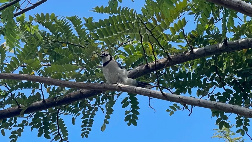 Spot all the unique features of different birds species in this engaging tour. 